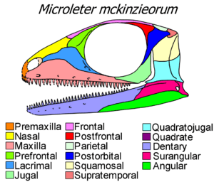 Microleter skull diagram.png