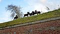 MoutonSoaySoaySheepUrbanGrazing2012LilleCitadelleLamiotF 05