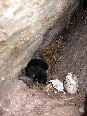 Nesting crevice pigeon guillemot