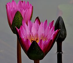 Nymphaea nouchali (Indian red water lily) in Hyderabad, AP W IMG 2624