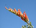 Ocotillo-with-bee