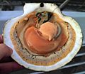 Opened scallop shell