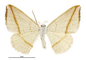 Orthoclydon pseudostinaria female.jpg