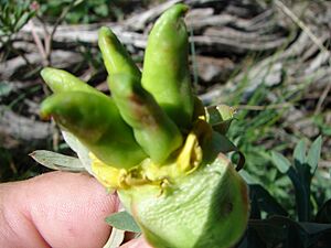 Paeonia brownii folicles