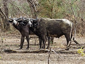 Pendjari büffel