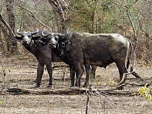 African Buffalo Facts For Kids