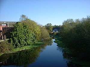 Pennywort In River Soar