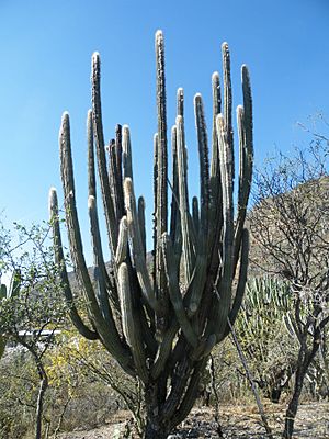 Pilosocereus chrysacanthus (5754281260).jpg