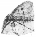 Plecia avus hypotype Rice 1959 pl3 fig7