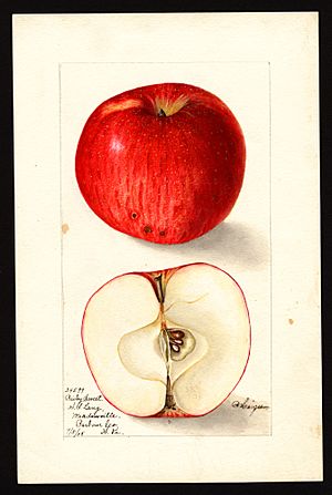 Pomological Watercolor POM00001069.jpg