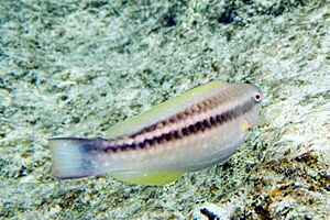 Princess parrotfish Scarus taeniopterus initial phase (3472526834)
