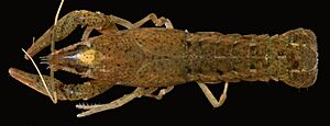 Procambarus acutus (I1782) 0266 (26409283398).jpg