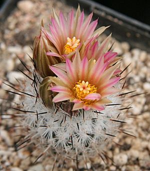 Rapicactus zaragozae.jpg