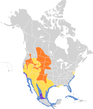Recurvirostra americana map.svg