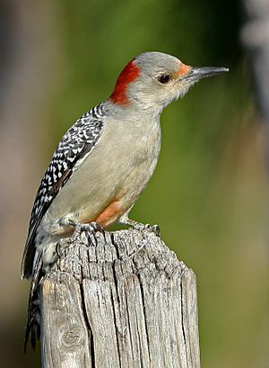 Red-bellied Woodpecker Female