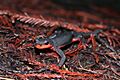 Red Bellied Newt (Taricha rivularis)