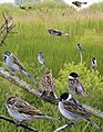 Reed Bunting from the Crossley ID Guide Britain and Ireland