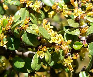 Rhamnus crocea 3