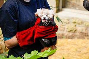 Roxieredpandaedinburghzoo