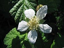 Rubus ursinus flower