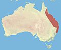 Rufous Bettong