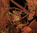 Rusty spotted cat 2, crop