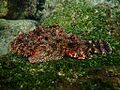 Scorpaena mystes San Cristobal