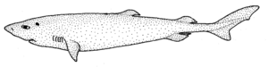 Scymnodalatias sherwoodi (Sherwood dogfish).gif