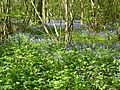 Short Wood 4
