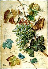 Sillett - White Grapes