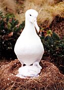 Southern Royal Albatross (Diomedea epomophora) with chick on Campbell Island