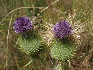 Spear Thistle Cirsium vulgare, White Mts, California (16358844318).jpg