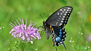 Spinus-black-swallowtail-2015-07-n049145-w