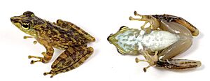 Staurois tuberilinguis (10.3897-evolsyst.2.27020) Figure 4 (cropped)