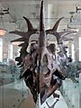 Styracosaurus albertensis skull 02