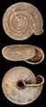 Suboestophora hispanica shell 4