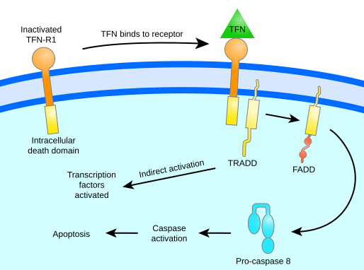 TFN-signalling