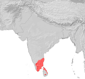 indian tamil language