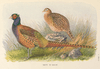 Tarim Pheasant by H. Jones.png