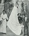 Teresa Barcelo