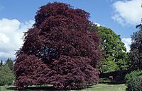 The Autograph Tree (a purple-leaved beech) in the walled garden at Coole Park, Co. Galway. - geograph.org.uk - 65154.jpg