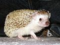 The hedgehog named "Sunao"