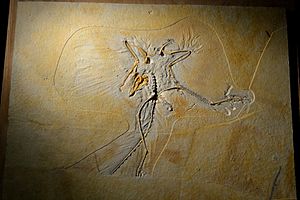 Thermopolis Archaeopteryx