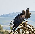 Thick-billed Raven Courtship, Simien Mountains, Ethiopia (2457853841)