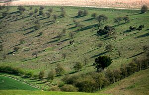 Trees on Streatley Warren