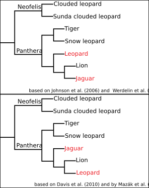 Two cladograms for Panthera