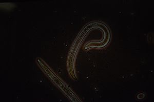 Two reniform nematodes