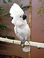 Umbrella Cockatoo (Cacatua alba) -on branch