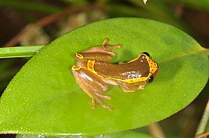 Upper Amazon Tree Frog Dendropsophus bifurcus (14834371804).jpg