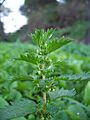 Urtica urens-1